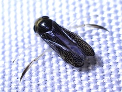 Corixidae