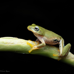 Raorchestes jayarami