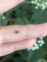 Pseudoedophrys hilleri
