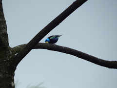 Stilpnia cyanicollis