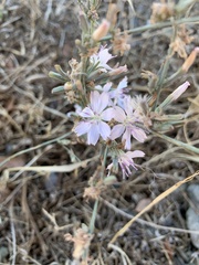 Stephanomeria virgata