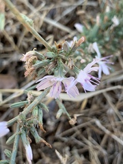 Stephanomeria virgata