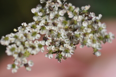 Ligusticum grayi