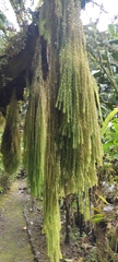 Phlegmariurus