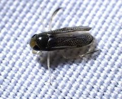 Corixidae
