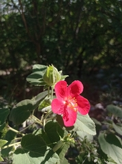 Hibiscus martianus