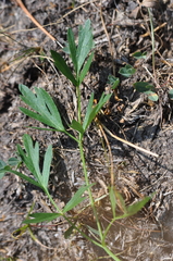Ligusticum grayi