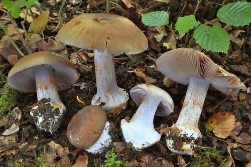 Representative image of Phlegmacium viridocoeruleum