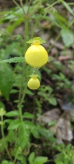 Calceolaria tripartita