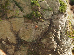 Leiobunum limbatum