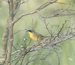 Geothlypis poliocephala