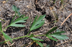 Ligusticum grayi