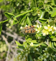 Astylus trifasciatus