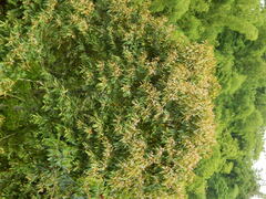 Nectandra reticulata