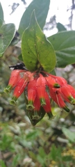 Macleania