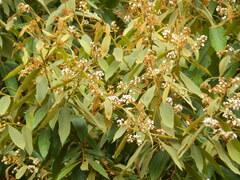 Nectandra reticulata