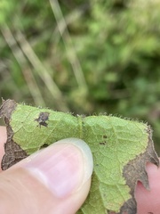 Coleosporium solidaginis