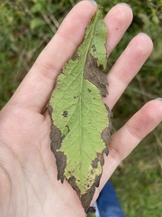 Coleosporium solidaginis