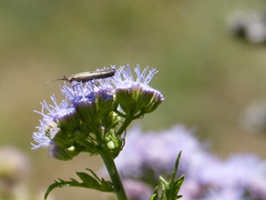 Elasmopalpus lignosella