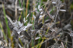 Vicia sativa