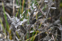 Vicia sativa