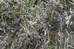 Vicia sativa