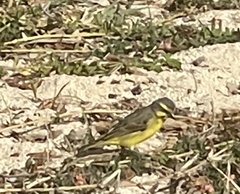 Crithagra mozambica