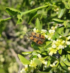 Astylus trifasciatus