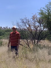Prosopis glandulosa