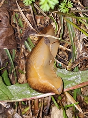 Tandonia sowerbyi