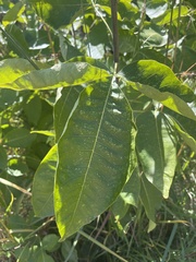 Ptelea trifoliata