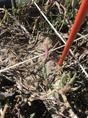 Salicornia pacifica