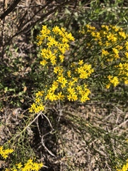 Gutierreziinae