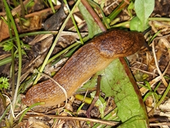 Tandonia sowerbyi