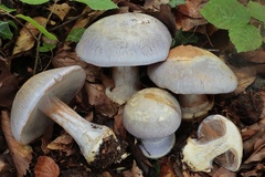 Cortinarius caerulescens