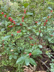 Ilex verticillata