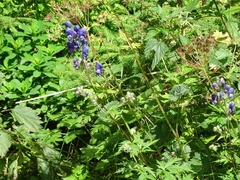 Aconitum variegatum