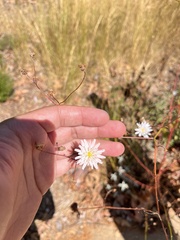 Malacothrix saxatilis