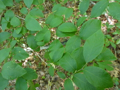 Vaccinium pallidum