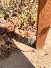 Malacothrix saxatilis