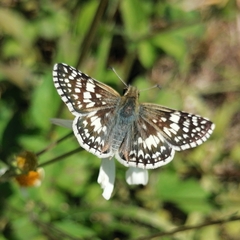 Burnsius communis