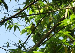 Euphonia hirundinacea