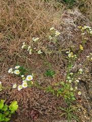 Erigeron