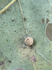 Acraspis pezomachoides