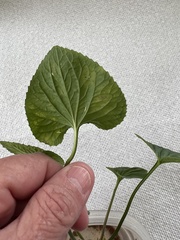 Viola sororia