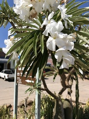 Pachypodium lamerei