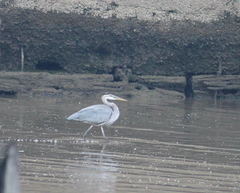 Ardea herodias