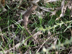 Lacerta viridis
