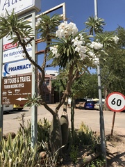 Pachypodium lamerei