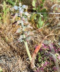 Lachenalia bolusii